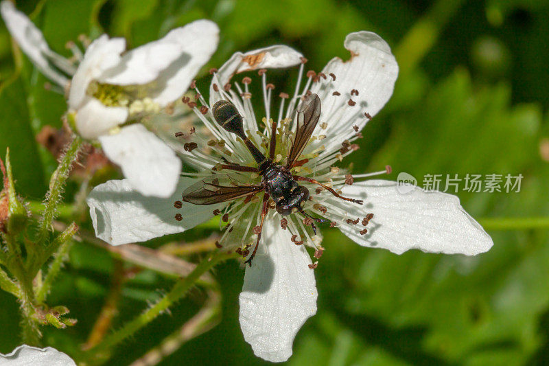 钝头蝇，(短喙栉龙)，刺蛾科，刺蛾。