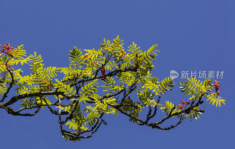 蓝天下的花楸树枝