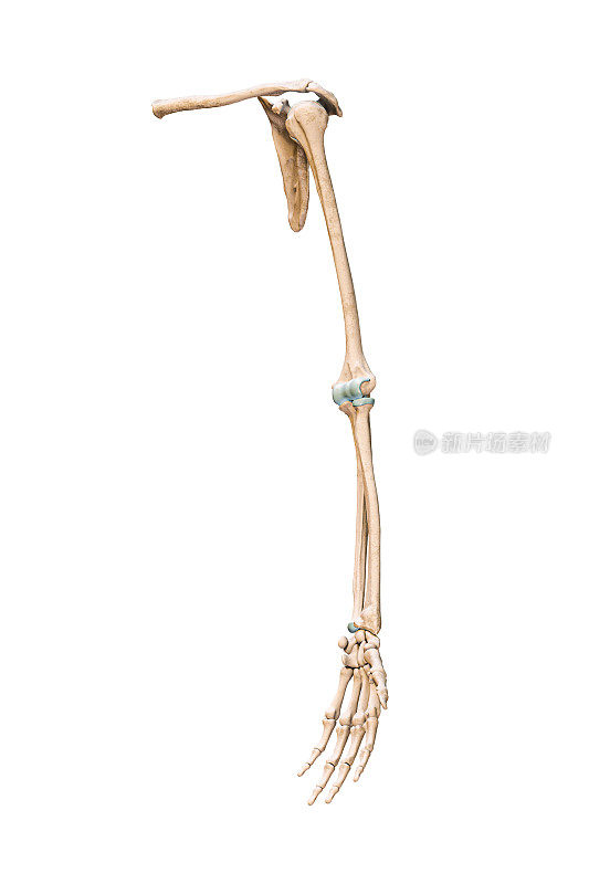准确的四分之三前或前视图的人类骨骼系统的手臂或上肢骨骼孤立在白底3D渲染插图。解剖学，医学，骨学的概念。