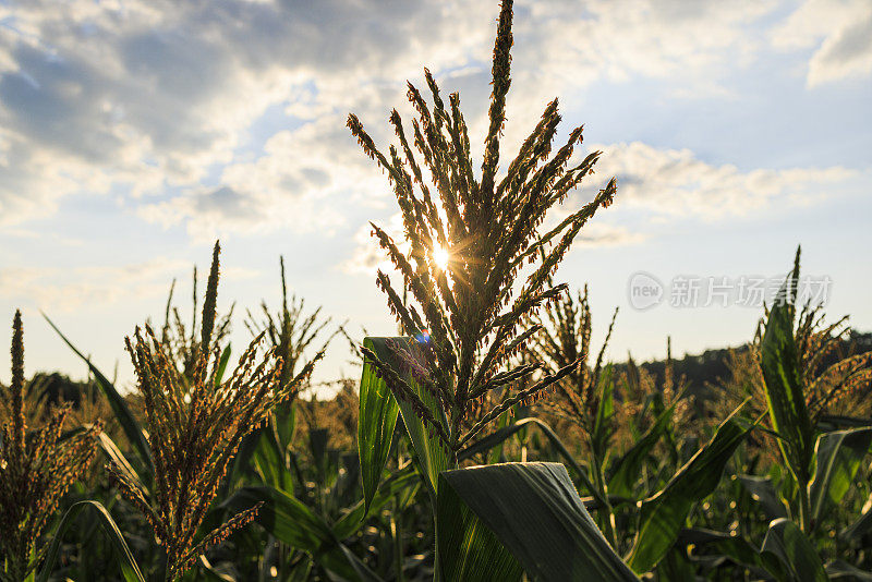 宾夕法尼亚州农田里的玉米作物