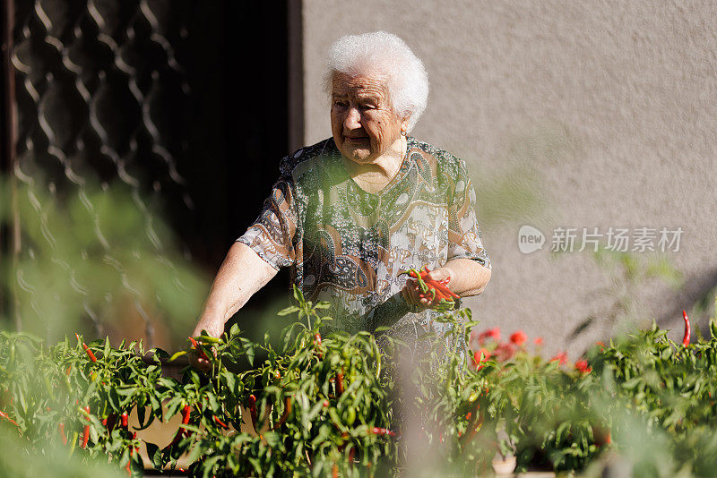 一位90岁的老妇人在她的花园里采摘辣椒