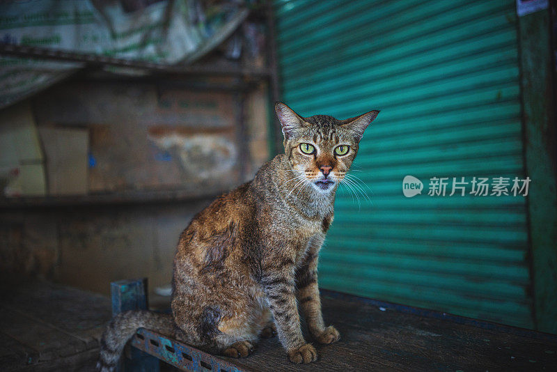 肮脏的无家可归的猫-库存照片