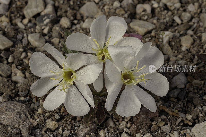 簇状晚樱草花，沙漠晚樱草花，岩玫瑰晚樱草花，或芳香晚樱草花。月见草的丛生。内华达州大盆地国家公园;大盆地沙漠;柳叶菜科的家庭