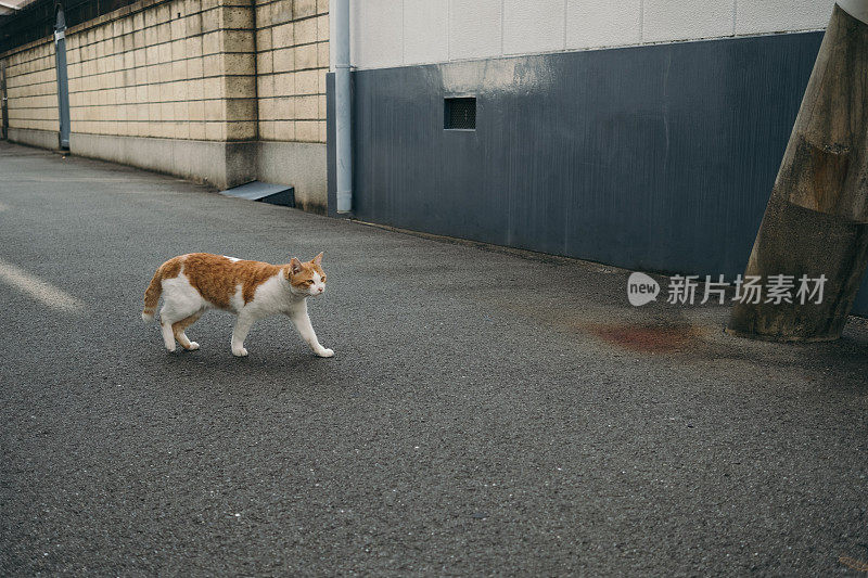 一只流浪猫走在巷子里的画面