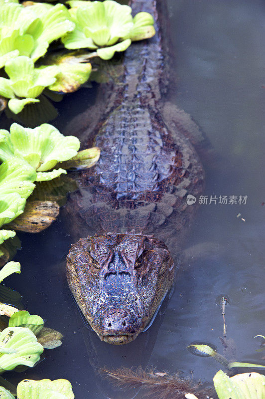 镜头前的凯门鳄，生活在哥斯达黎加乌维塔沼泽的鳄鱼家族动物