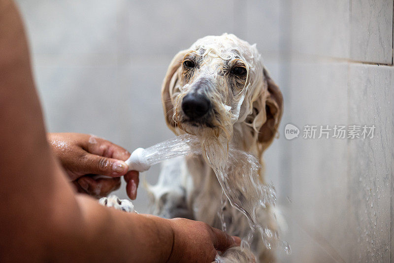 可爱的狗狗正在洗澡