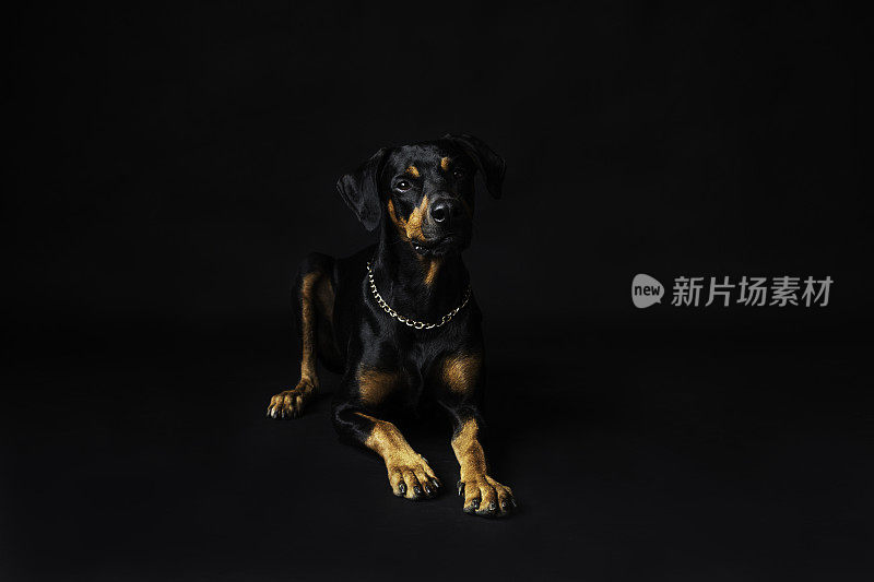 杜宾犬