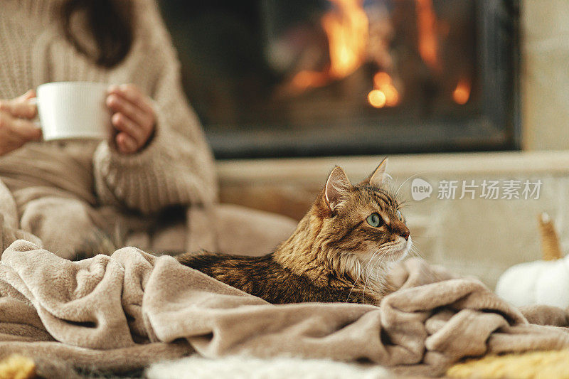 可爱的猫躺在舒适的毯子在壁炉近，秋天hygge。可爱的虎斑猫在壁炉旁放松，背景是穿着温暖毛衣的主人和一杯茶在乡村农舍里。