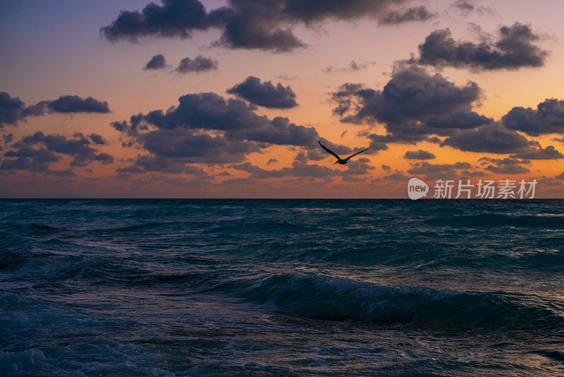 日出时天空中飞翔的鸟