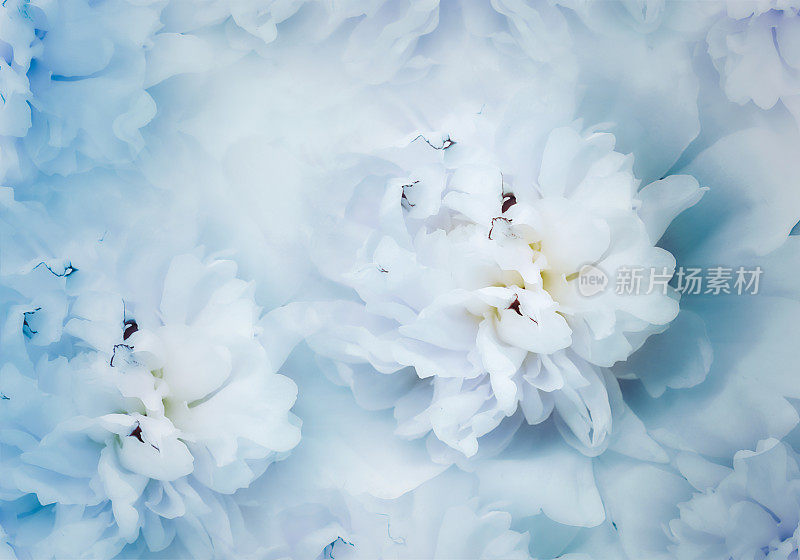 花是蓝色的牡丹。花的背景。特写镜头。大自然。