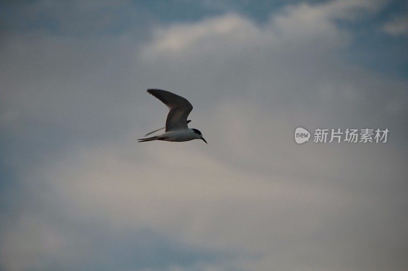 一群鸟排成队形飞过黄色的天空