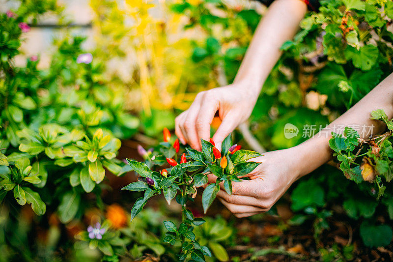 一个女人在她的花园里摘辣椒