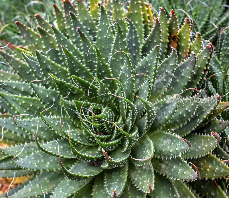 生长在干旱花园里的仙人掌花。