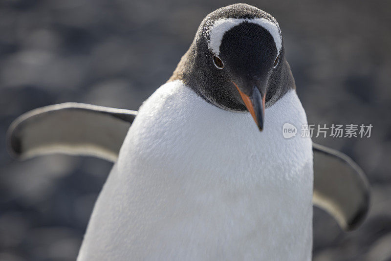 南极半岛布朗崖的巴布亚巴布亚巴布亚企鹅