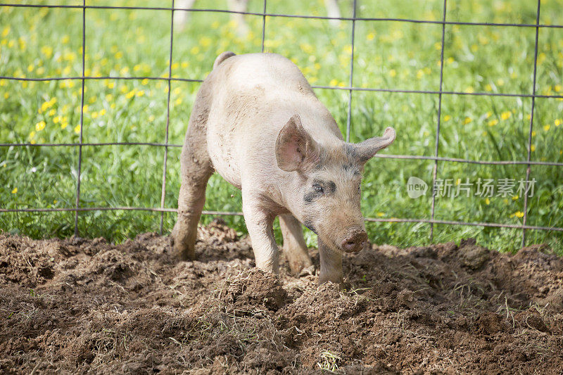 农场里一只粉红色的猪