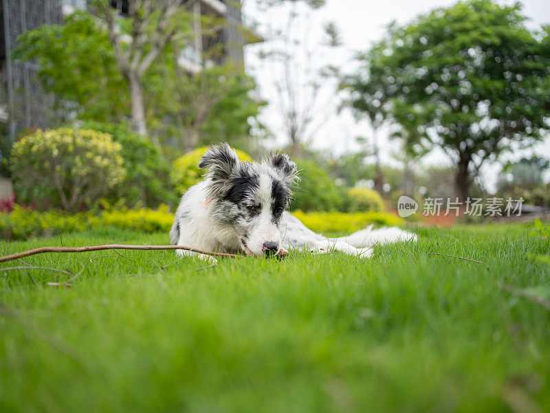 在绿草地上休息的牧羊犬