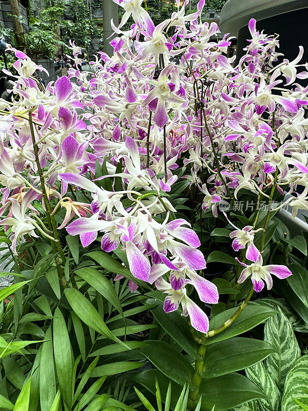 异域风情的近距离图片，三色兰(Miltoniopsis)花卉展示，粉红色和白色的花朵和绿色的叶子，花卉安排，重点在前景