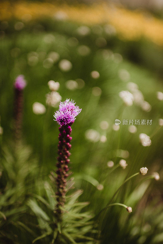 浓密的炽星植物在田野里