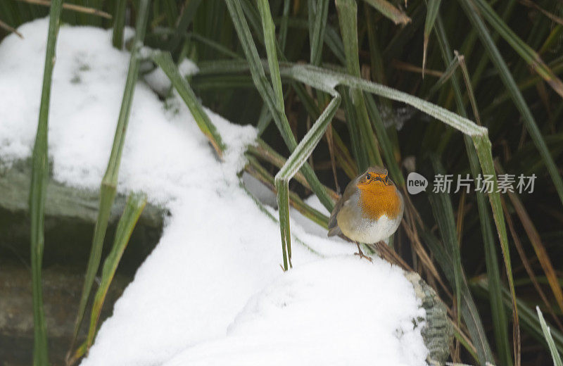 罗宾在花园瀑布上的雪地里