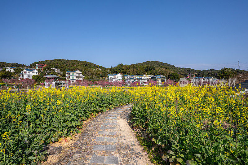 油菜地的步道