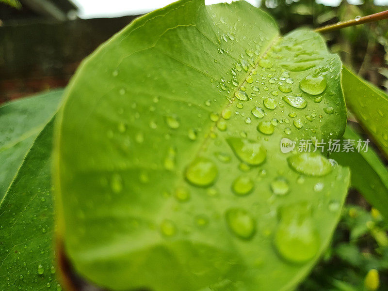 雨水在树叶上翻滚