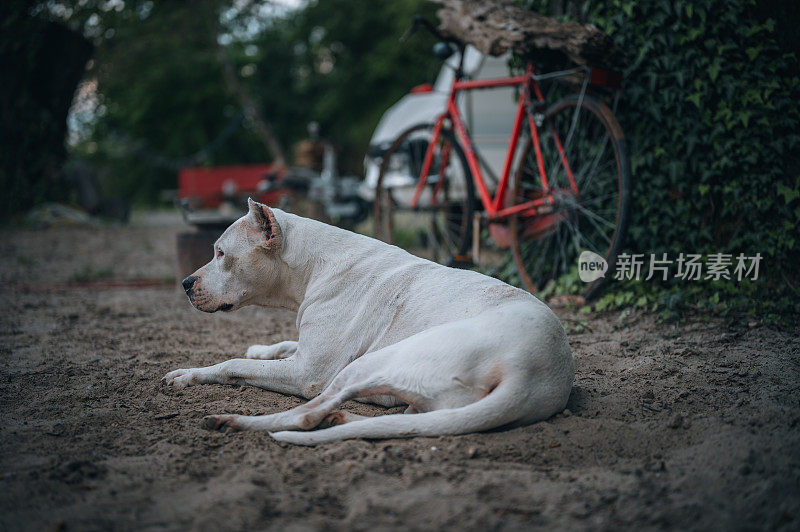 阿根廷杜高犬