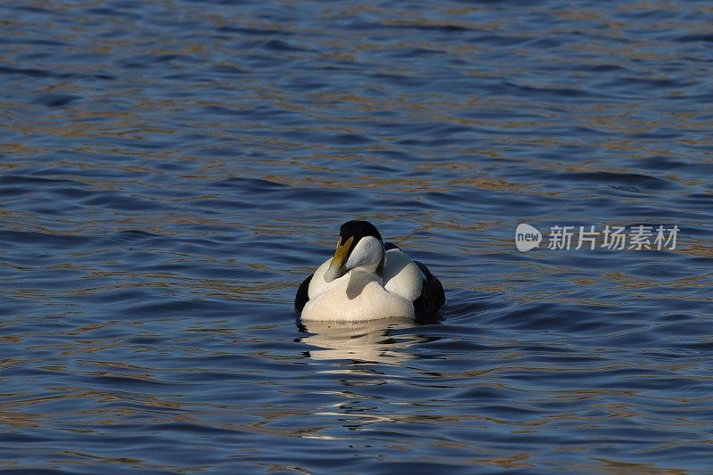 绒鸭鸭