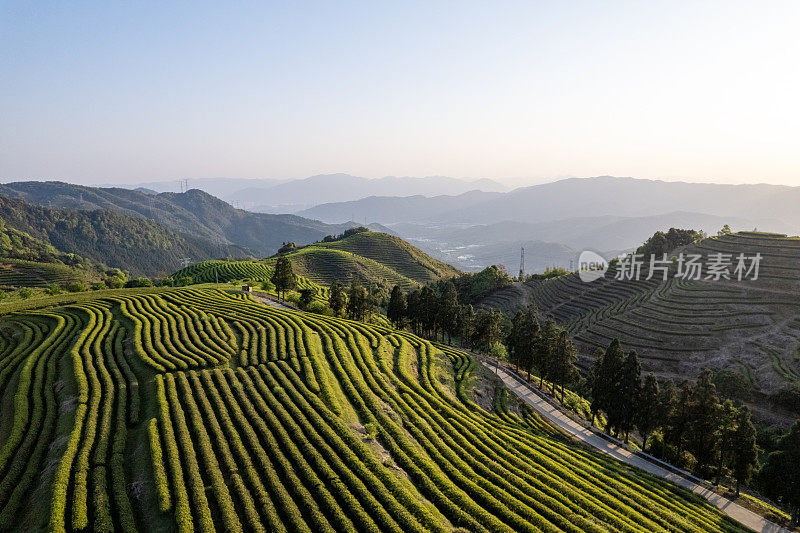 鸟瞰山上的茶园