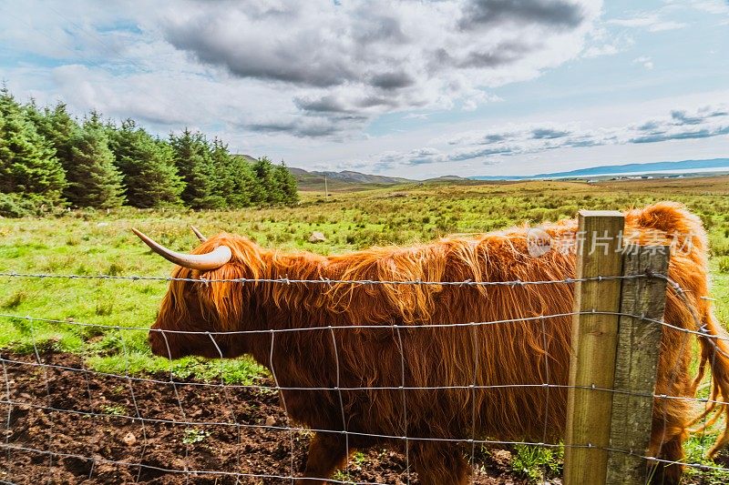 苏格兰斯凯岛毛茸茸的高地牛