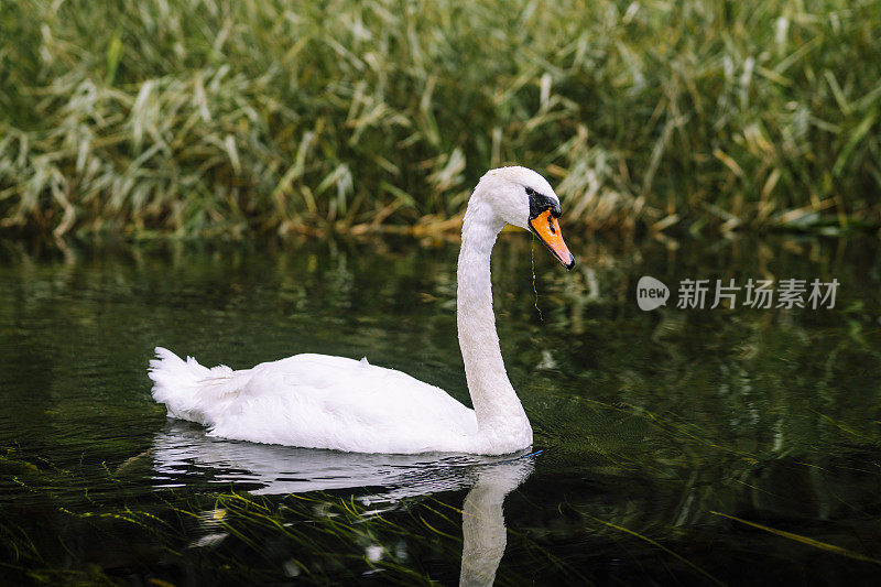 白天鹅在平静的水面上游泳