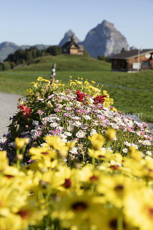 瑞士施维茨斯图斯高山村庄的花坛