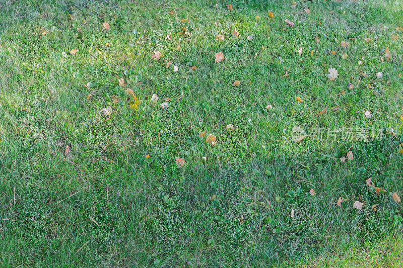 秋天割过短草的草坪碎片