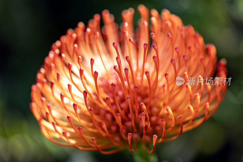 特写美丽的红色针垫花，背景与复制空间