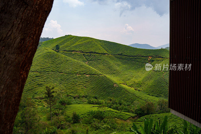 马来西亚金马仑高地的茶园