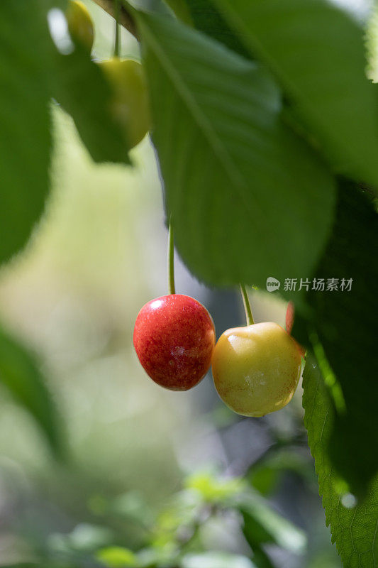 红色和黄色的樱桃果实在树枝上的照片