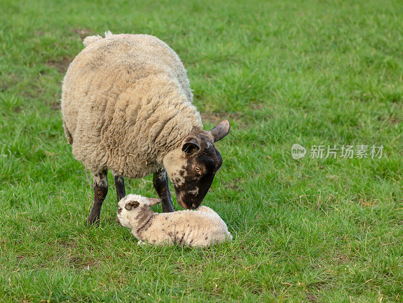 约克郡谷地的产羔时间。一只新生的小羊羔，出生在二月，在这个季节的早期，她的妈妈正在用鼻子爱抚她。概念:母爱。