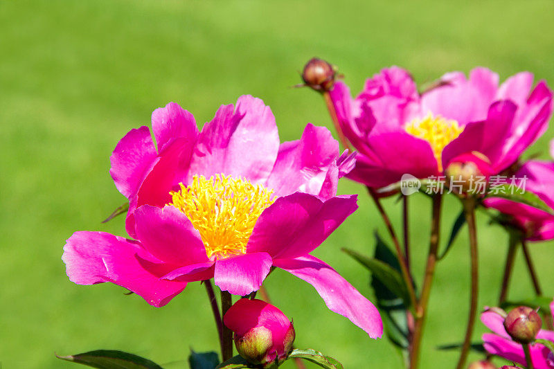 芍药“沃尔斯利夫人”