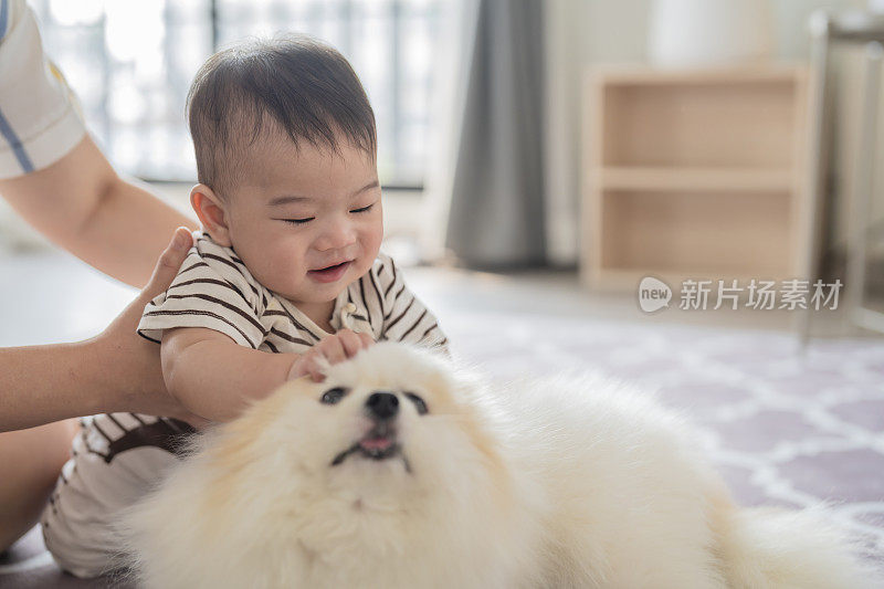 可爱的亚洲家庭可爱的小男孩爬和他的狗在客厅里玩可爱的孩子男孩玩和爱抚他的波美拉尼亚狗朋友在家里