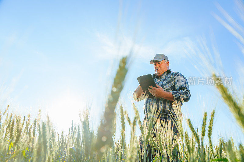 严肃的老年男性农民站在麦田里滚动平板电脑的侧视图