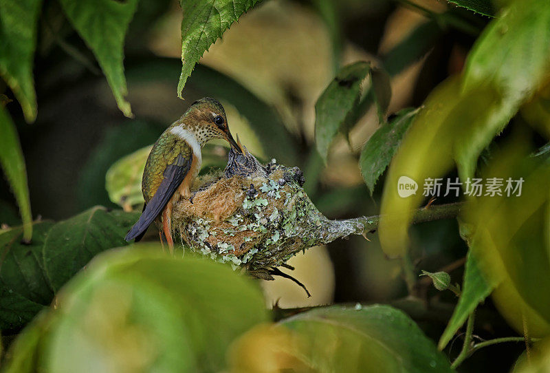 洋红色喉木星蜂鸟和两只雏鸟在巢中