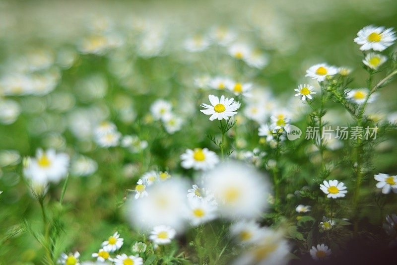 菊花菊花(洋甘菊)花