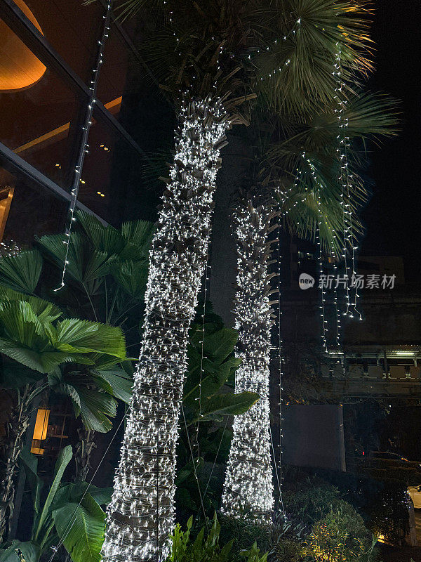 花园装饰LED仙女灯的图像，包裹在电线和白色照明灯泡周围的棕榈树树干，季节性装饰，重点在前景
