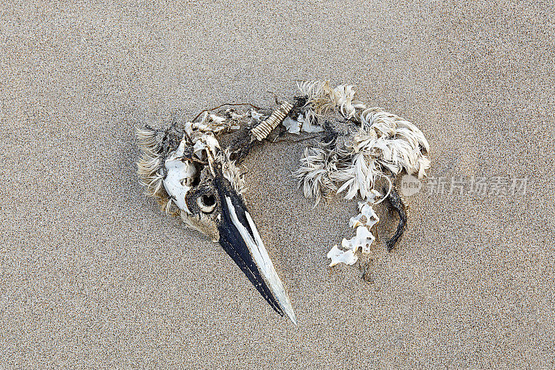海滩上的死鸟
