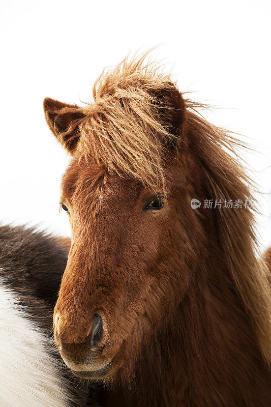 一张有着棕色鬃毛的冰岛小马的肖像