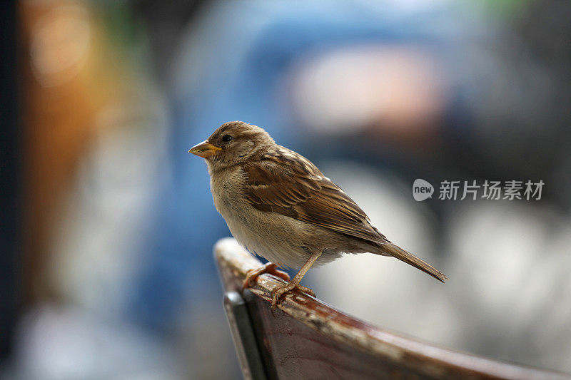 椅子上的麻雀