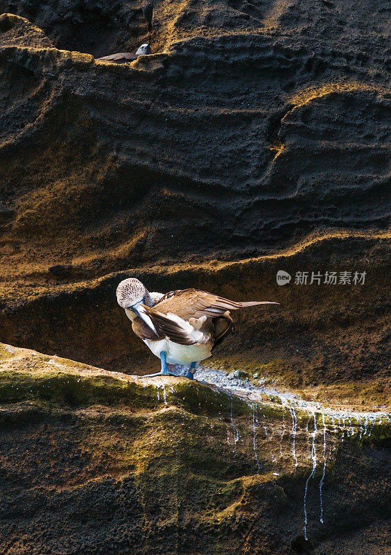 蓝脚鲣鸟正在清理它的羽毛