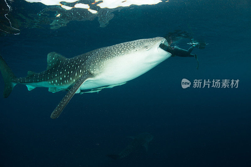 视觉技巧:鲸鲨吞下浮潜!极乐鸟湾呆、印度尼西亚