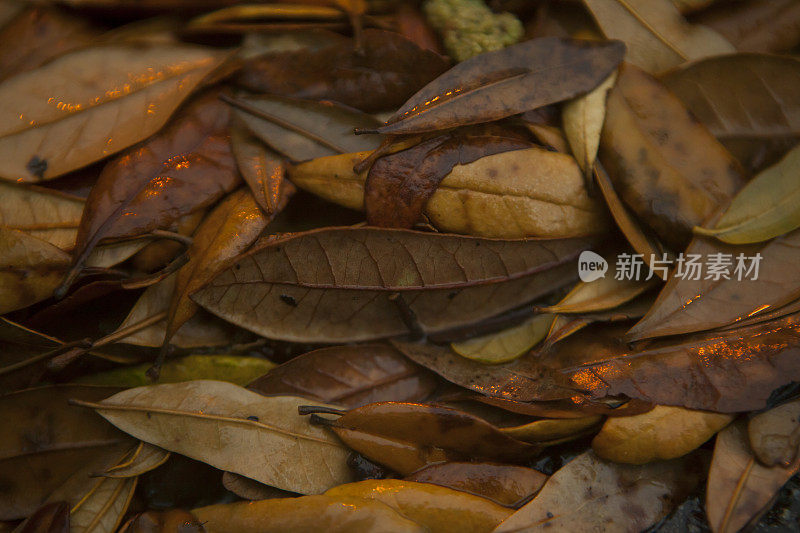 潮湿和多雨的