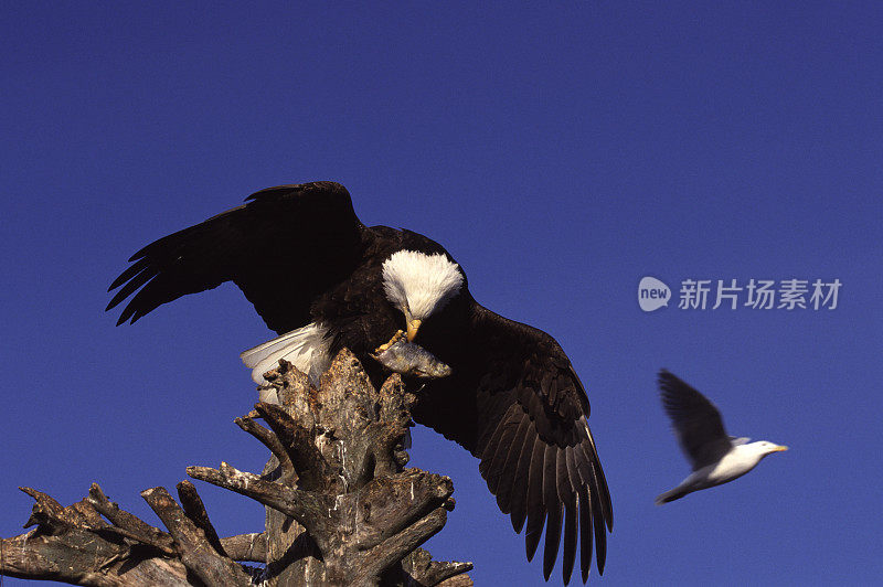 秃鹰吃鱼