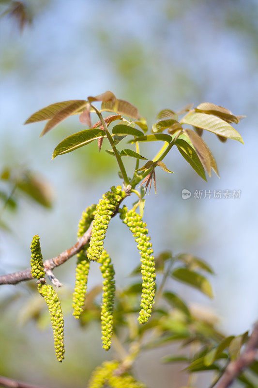 胡桃木花